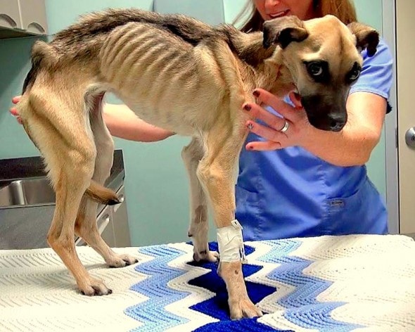 12.12.14 - Skeletal Dog Rescued Just Inches from Death1