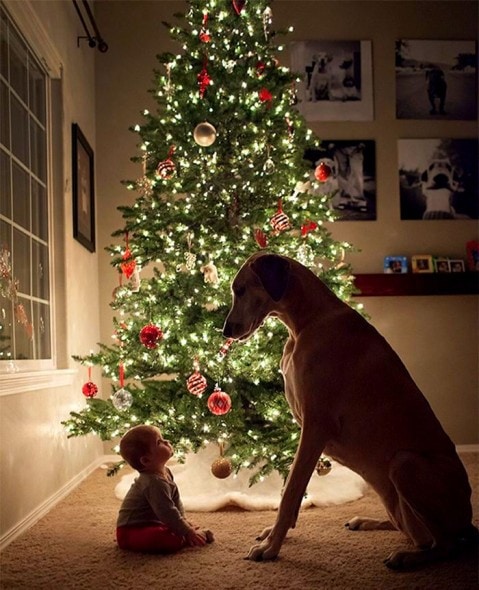12.25.14 - Beautiful Photos of Dogs at Christmas1