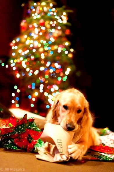 12.25.14 - Beautiful Photos of Dogs at Christmas14