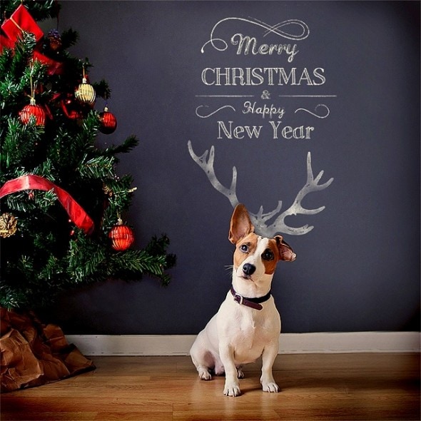 12.25.14 - Beautiful Photos of Dogs at Christmas15