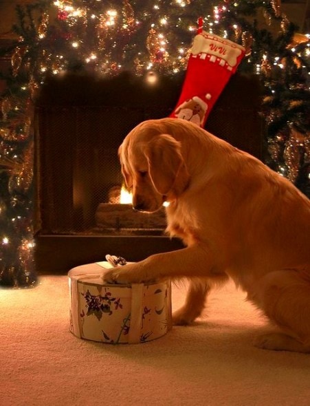 12.25.14 - Beautiful Photos of Dogs at Christmas2