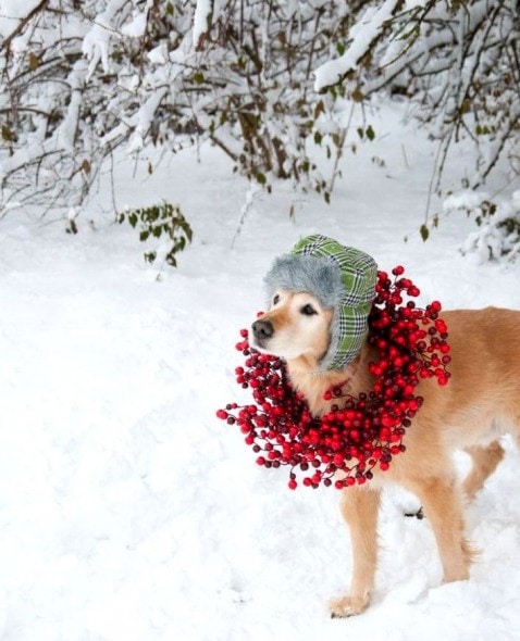 12.25.14 - Beautiful Photos of Dogs at Christmas21