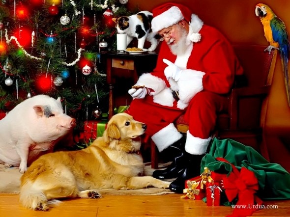 12.25.14 - Beautiful Photos of Dogs at Christmas23