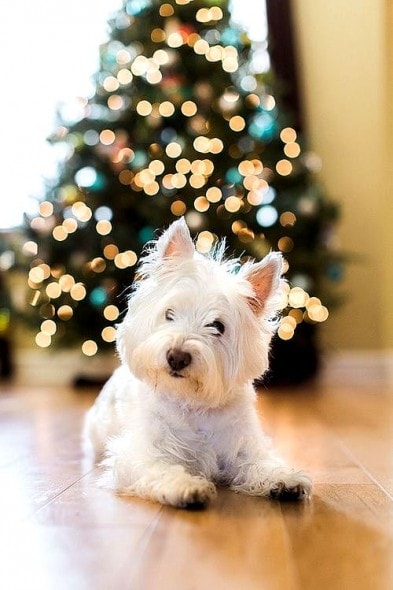 12.25.14 - Beautiful Photos of Dogs at Christmas4