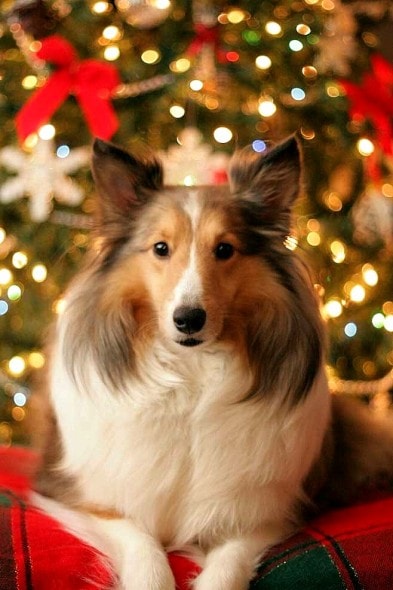 12.25.14 - Beautiful Photos of Dogs at Christmas5