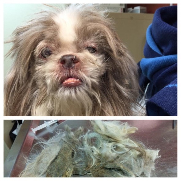Mistletoe after the matted hair from his face was removed. Photo Credit: Great Plain SPCA