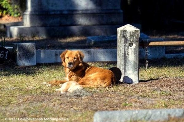 1.11.15 - Mama Dog Refuses to Leave Cemetery Where She Buried Her Puppy1