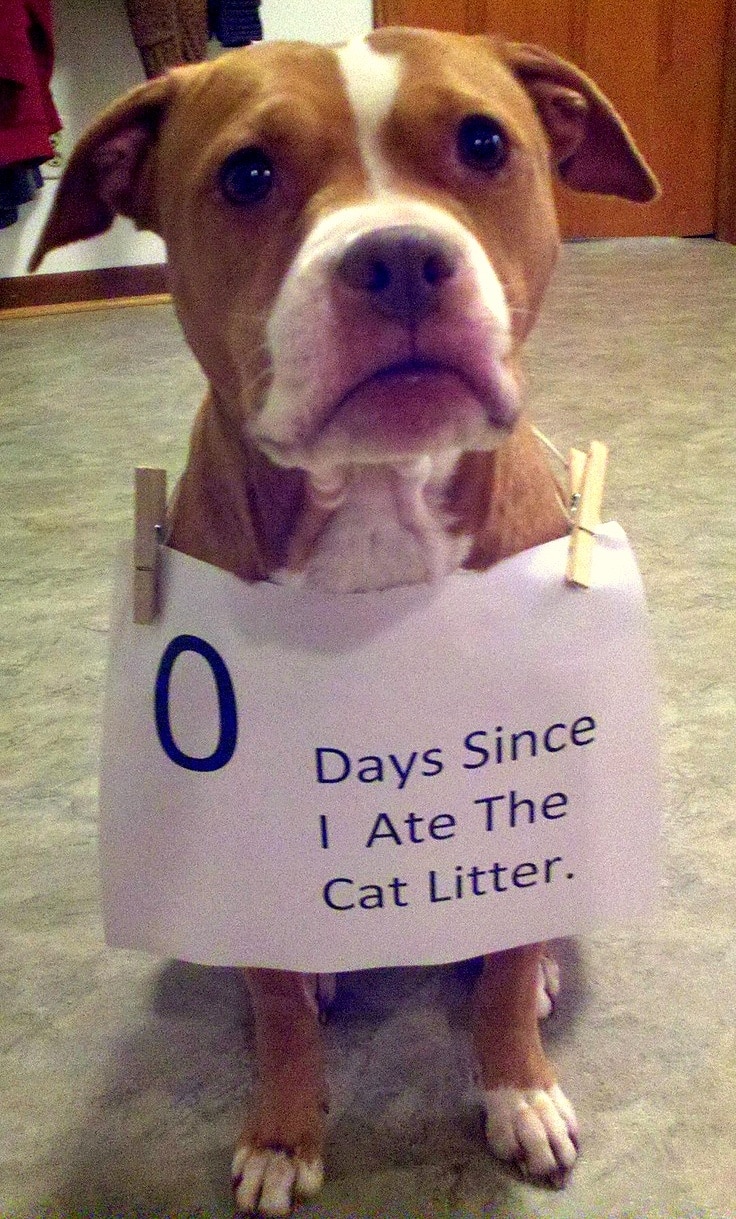 28 Very Naughty - But Incredibly Funny - Dogs