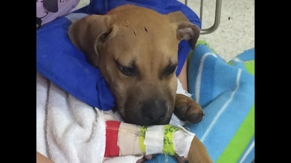 1.3.15 - Rescue Group Saves the Life of Dog Used as Bait for Fighting1