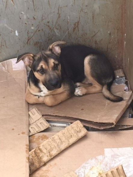 Dog rescued from dumpster. Photo Credit: Gary West