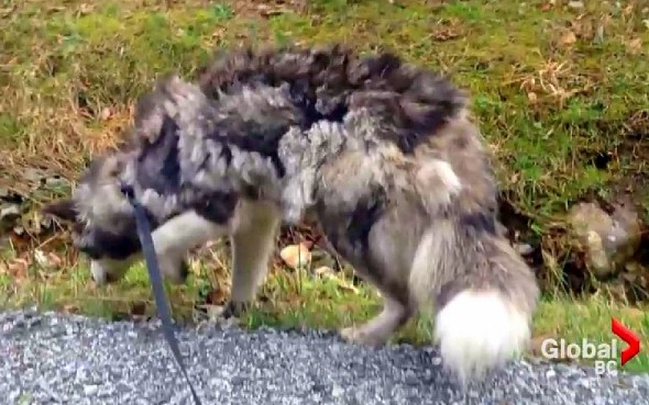 2.12.15 - Emaciated Husky Rescued After Eating Gravel to Survive4
