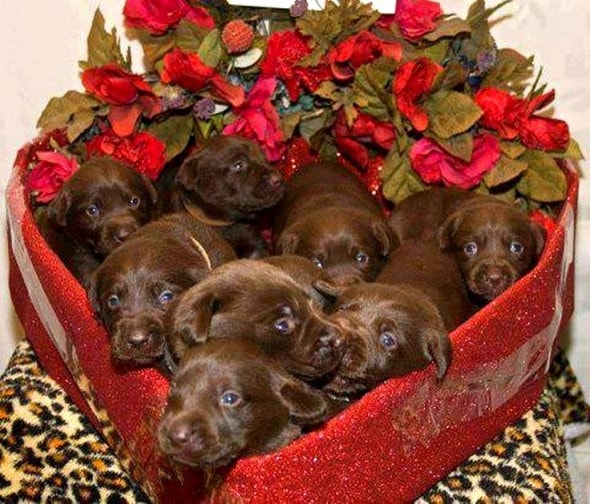2.13.15 - Reasons Why Your Dog Will Be the Best Valentine1