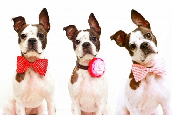 2.13.15 - Valentine's Day Dogs10