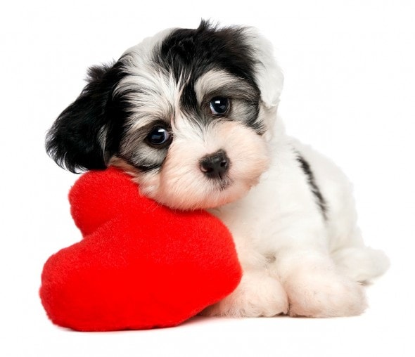 2.13.15 - Valentine's Day Dogs20