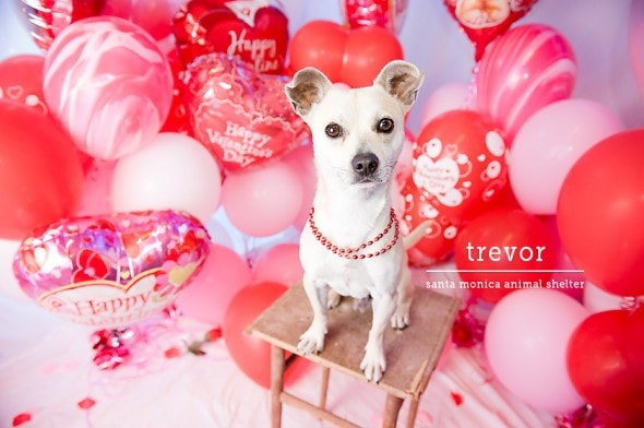 2.13.15 - Valentine's Day Dogs23