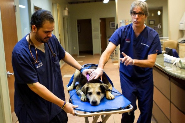 Woman Sleeps in Freezing NYC Park to Save Feral Dog 2.19.15-Woman-Sleeps-in-NYC-Park-to-Save-Senior-Feral-Dog1-590x393