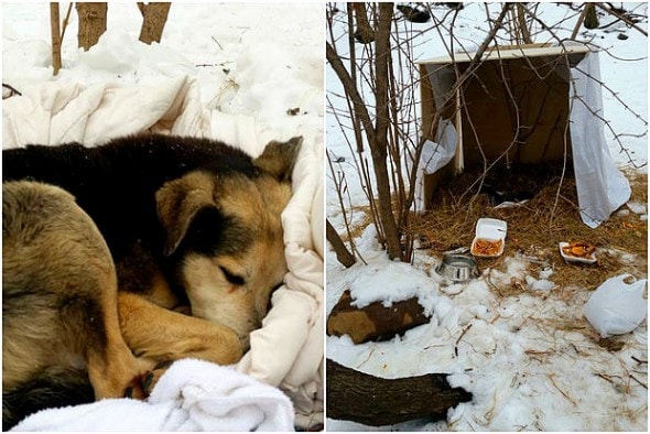 2.19.15 - Woman Sleeps in NYC Park to Save Senior Feral Dog4