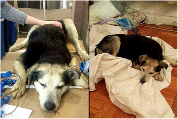 2.19.15 - Woman Sleeps in NYC Park to Save Senior Feral Dog5