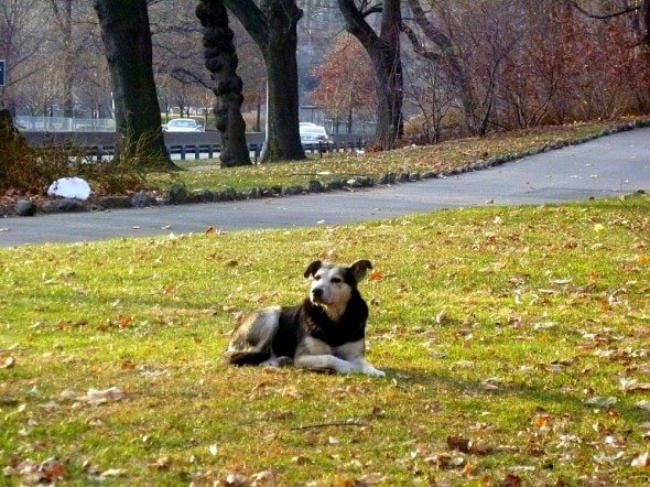 2.19.15 - Woman Sleeps in NYC Park to Save Senior Feral Dog8