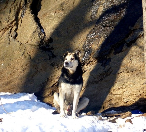 2.19.15 - Woman Sleeps in NYC Park to Save Senior Feral Dog9