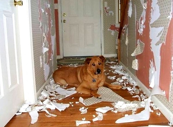 puppy destroying house