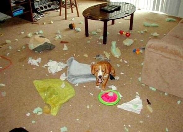 2.20.15 - Dogs Who Are Proud They Trashed Your House11
