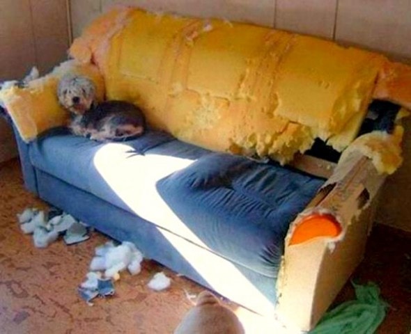 2.20.15 - Dogs Who Are Proud They Trashed Your House12