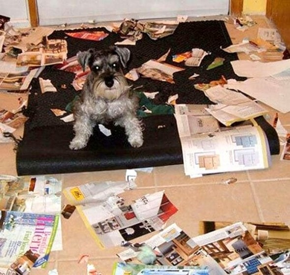 2.20.15 - Dogs Who Are Proud They Trashed Your House13