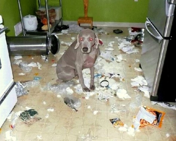 2.20.15 - Dogs Who Are Proud They Trashed Your House16