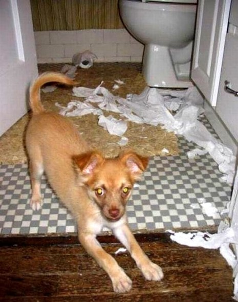 2.20.15 - Dogs Who Are Proud They Trashed Your House17