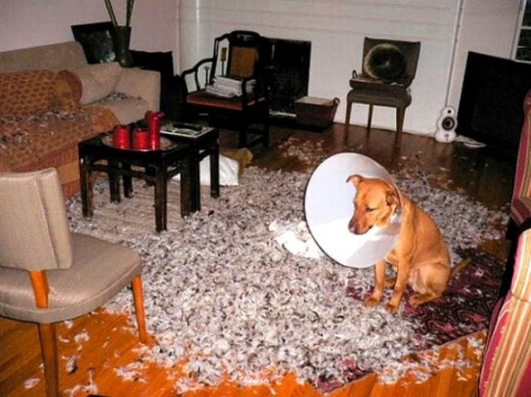 2.20.15 - Dogs Who Are Proud They Trashed Your House18