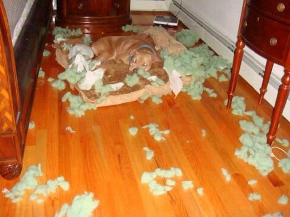 2.20.15 - Dogs Who Are Proud They Trashed Your House19