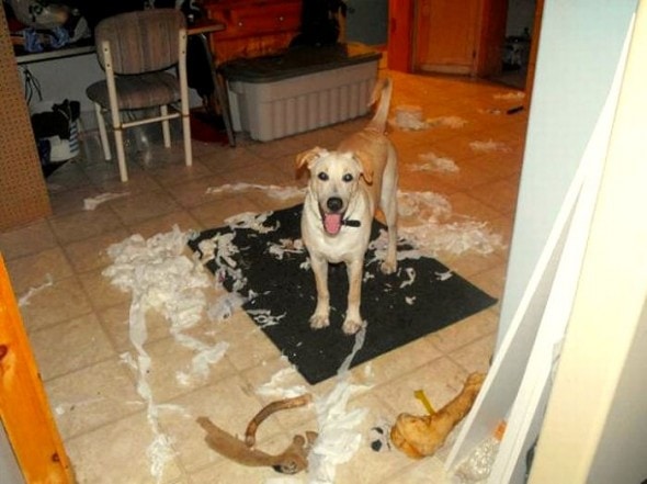 2.20.15 - Dogs Who Are Proud They Trashed Your House21
