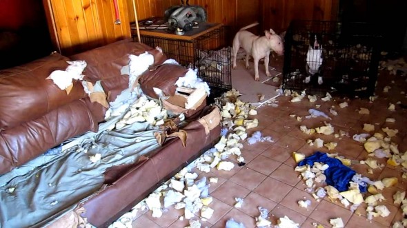 2.20.15 - Dogs Who Are Proud They Trashed Your House6