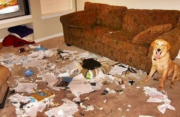 2.20.15 - Dogs Who Are Proud They Trashed Your House9
