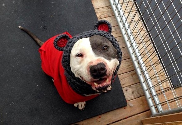 2.25.15 - A Stranger's Quest To Save The Barber's Lonely Dog - Part One13