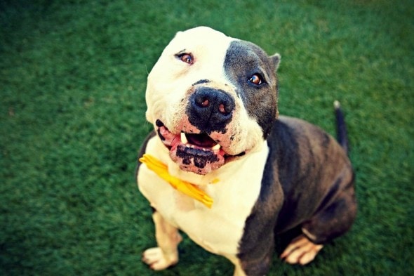 2.25.15 - A Stranger's Quest To Save The Barber's Lonely Dog - Part One16