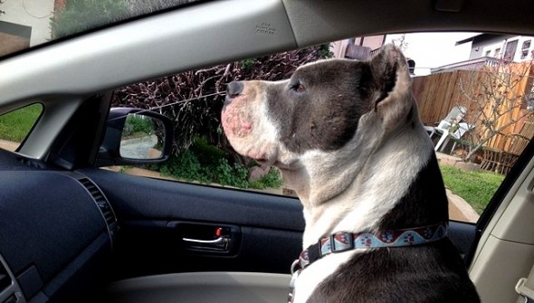 2.25.15 - A Stranger's Quest To Save The Barber's Lonely Dog - Part One8