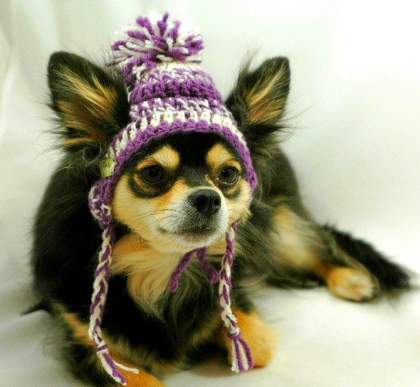2.26.15 - Dogs Who Are NOT Happy About Their Hats14