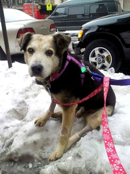 2.27.15 - Dog Who Spent 10 Years Living in NYC Park Has a Forever Home3