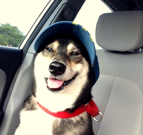 2.27.15 - Dogs Who Are LOVING Their New Hats9