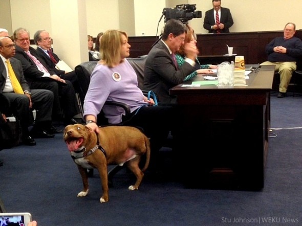 2.4.15 - Kentucky to Strengthen Dog-Fighting Laws1