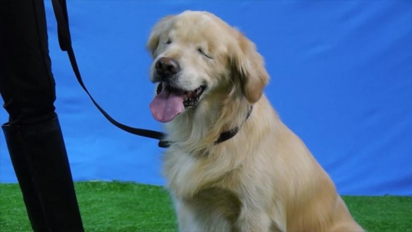 3.11.15 - eyeless therapy dog2