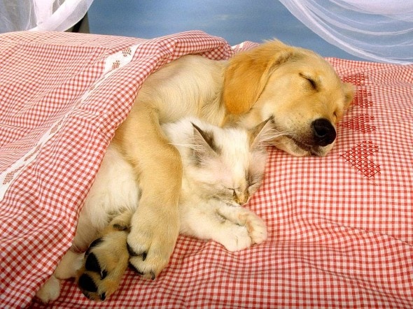 3.27.15 - Cutest Doggie Sleepovers12