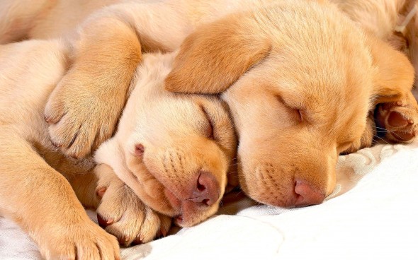 3.27.15 - Cutest Doggie Sleepovers4