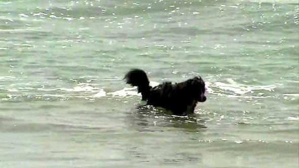 3.28.15 - Bernese Mountain Dog Saves Two People from Riptide2