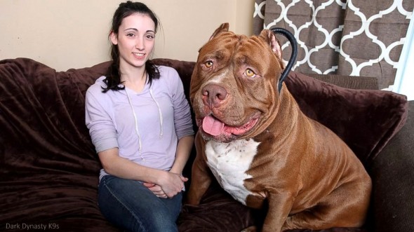 3.4.15 - 175-Pound Pit Bull May Be World's Biggest1