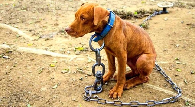 dogs nashville tethering dogs search engine at search dogs nashville tethering dogs search engine at search