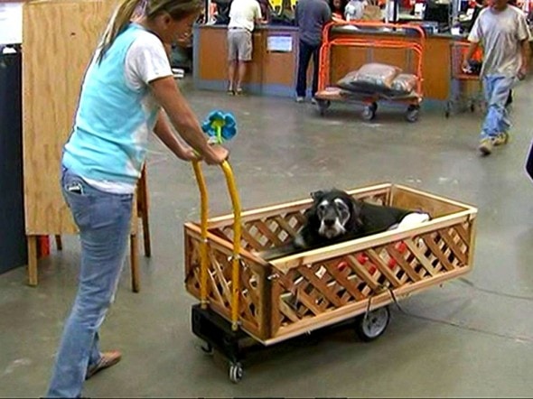 3.6.15 - Home Depot Employees Build Wagon for Senior Dog with Cancer4
