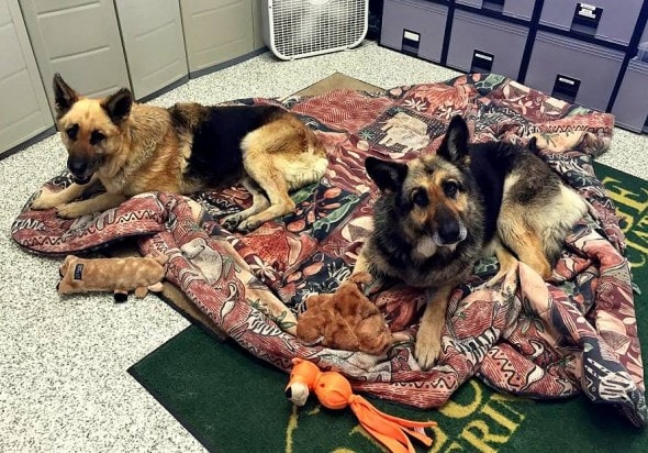 4.12.15 - Disabled German Shepherds Need a Home3